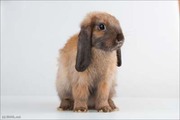 продам декоративного кролика- девочка кировоград 