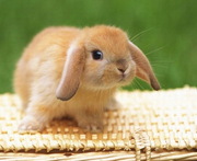 Продам: декоративный вислоухий кролик !ОЧЕНЬ РУЧНОЙ!(отличный подарок)