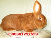 Продам кроликов породы Новозеландский красный . 