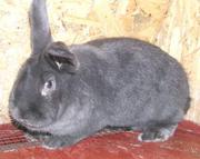 Продам кроликов породы Венский Голубой