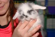 Декоративные крольчата,  кролик - отличный подарок к праздникам