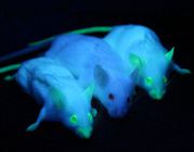 Мыши которые светятся в ультрафиолете.